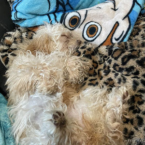 Meet your Posher, Ariana